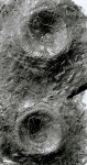 Bothrodendron