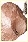 Bothrodendron