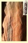 Bothrodendron