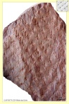 Asolanus camptotaeniae