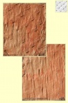 Asolanus camptotaeniae