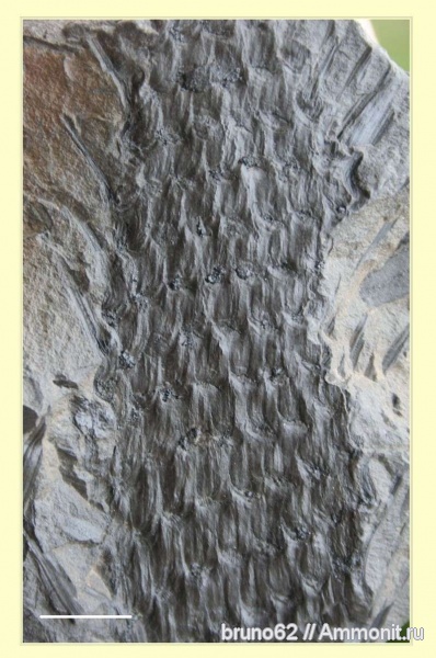 Carboniferous, Asolanus, Bolsovian, France, plants from Liévin aera