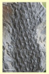 Asolanus camptotaeniae