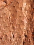 Asolanus camptotaeniae