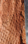 Asolanus camptotaeniae