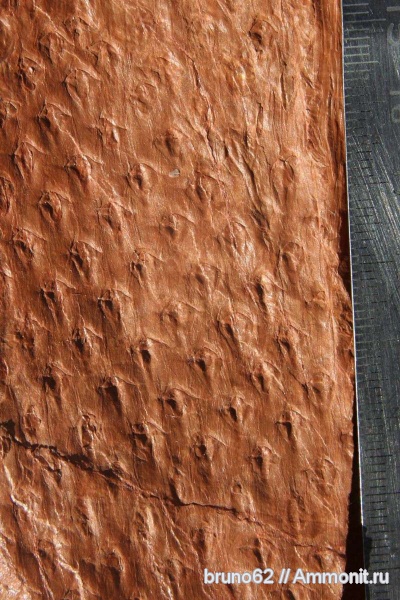 Carboniferous, Asolanus, Bolsovian, France, plants from Liévin aera