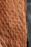 Asolanus camptotaeniae