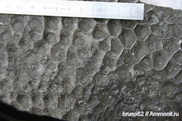 Hexagonaria, devonian fauna from Ferques aera, northern France