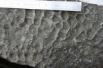 Hexagonaria
