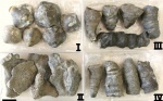Devonian fauna from northern France