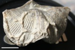 Devonian fauna from northern France