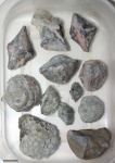 Devonian fauna from northern France