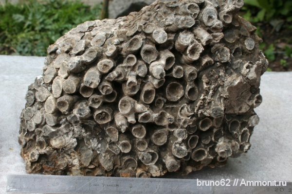 devonian fauna from Ferques aera, northern France, Disphyllum