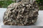 Devonian fauna from northern France