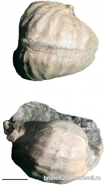 Carboniferous fauna from USA