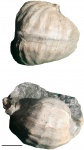 Pharkidonotus