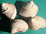 Worthenia