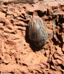 pachytesta seed