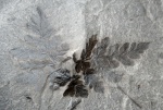fortopteris latifolia 2