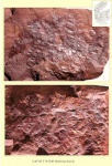 fortopteris latifolia 3