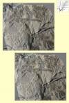 fortopteris latifolia 4