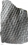 asolanus camptotaeniae