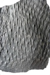 asolanus camptotaeniae