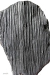 sigillaria polleriana