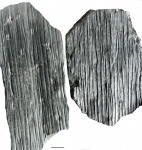 sigillaria polleriana 2