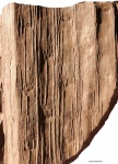 sigillaria polleriana 3
