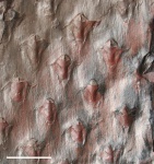 asolanus camptotaeniae