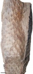 asolanus camptotaeniae