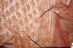 asolanus camptotaeniae