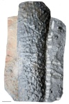 asolanus camptotaeniae