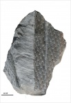 Lepidodendron jaraczewski