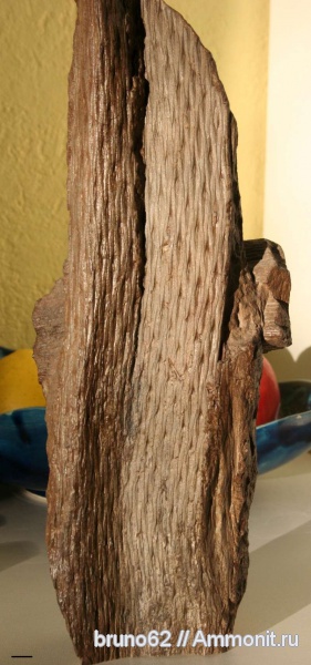Carboniferous, Lepidodendron, Bolsovian, France, plants from Liévin aera