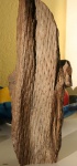 Lepidodendron jaraczewski
