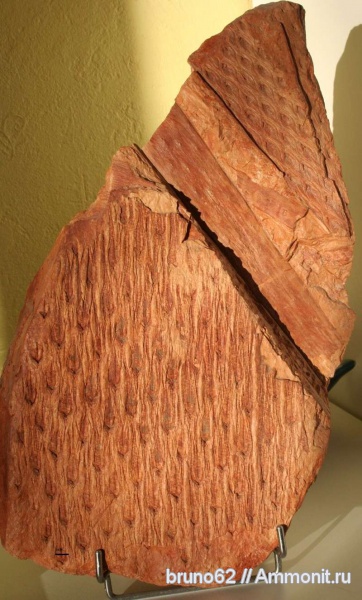 Carboniferous, Bolsovian, France, plants from Liévin aera