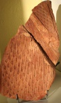 lepidodendron