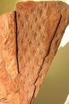 lepidodendron