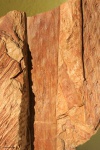 lepidodendron