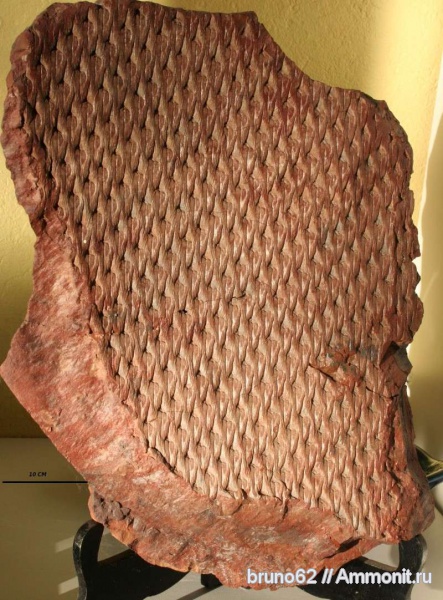 Carboniferous, Lepidodendron, Bolsovian, France, plants from Liévin aera