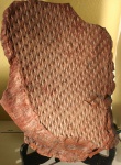 lepidodendron