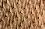 lepidodendron
