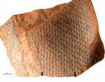 lepidodendron