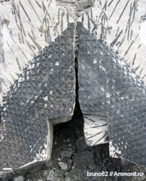 carboniferous plants from Puertollano Spain, Omphalophloios