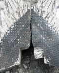 omphalophloios
