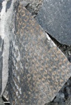 omphalophloios