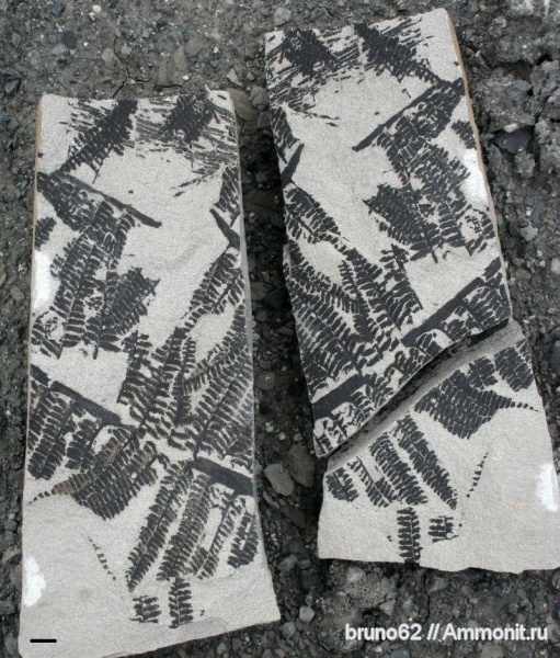 Pecopteris, carboniferous plants from Puertollano Spain