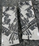pecopteris puertollanensis